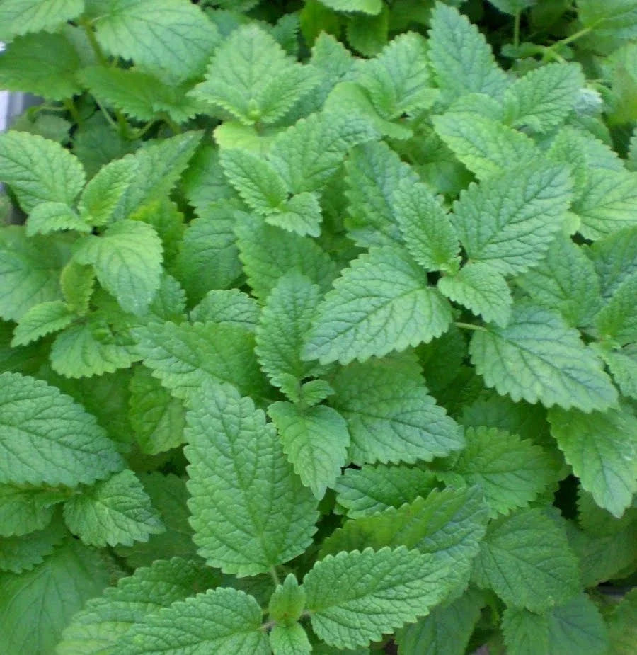 LEMON MINT SEEDS - Bulk 1000 Seeds - Medicinal Herb - Mentha × piperita 'Citrata' - Healthful Aromatic Plant