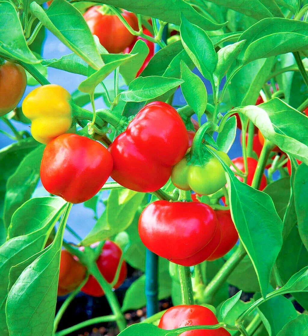 50+ Pimento Sweet Pepper Seeds - Organic Summer Vegetable Garden - Easy to Grow Container Variety - Capsicum annuum