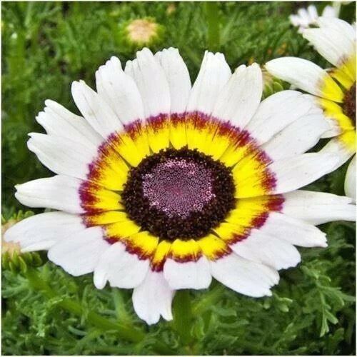 Chrysanthemum Tri-Color Painted Daisy Seeds - Annual Flower Seeds for Garden & Patio Containers - Chrysanthemum spp.