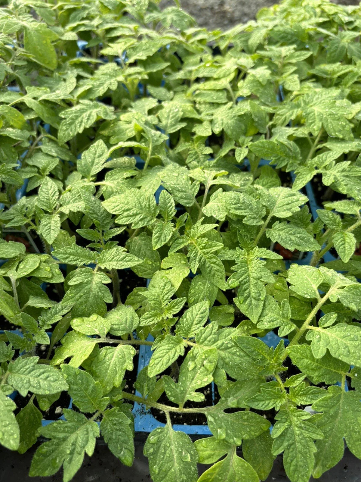 Roma Tomato Live Plants - Lot of 4 - 6 to 10 Inches - Solanum lycopersicum - 60+ Days Old