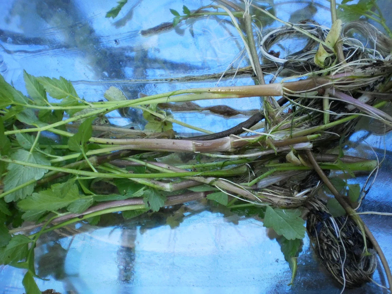 Korean Watercress Plants - 12 Bare Roots + 12 Free Minari (Nasturtium officinale) for Home Garden