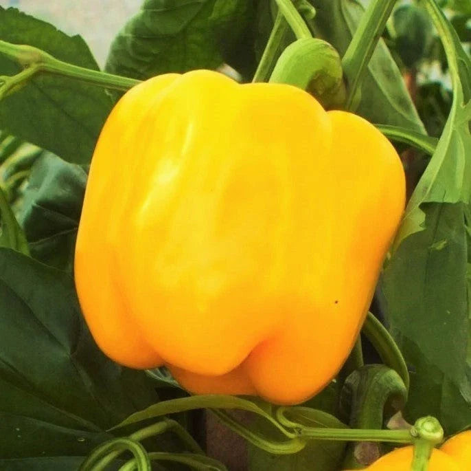 Golden Cal Wonder Bell Pepper Seeds - 100+ Count - Yellow Variety - Perfect for 2025 Planting - Capsicum annuum