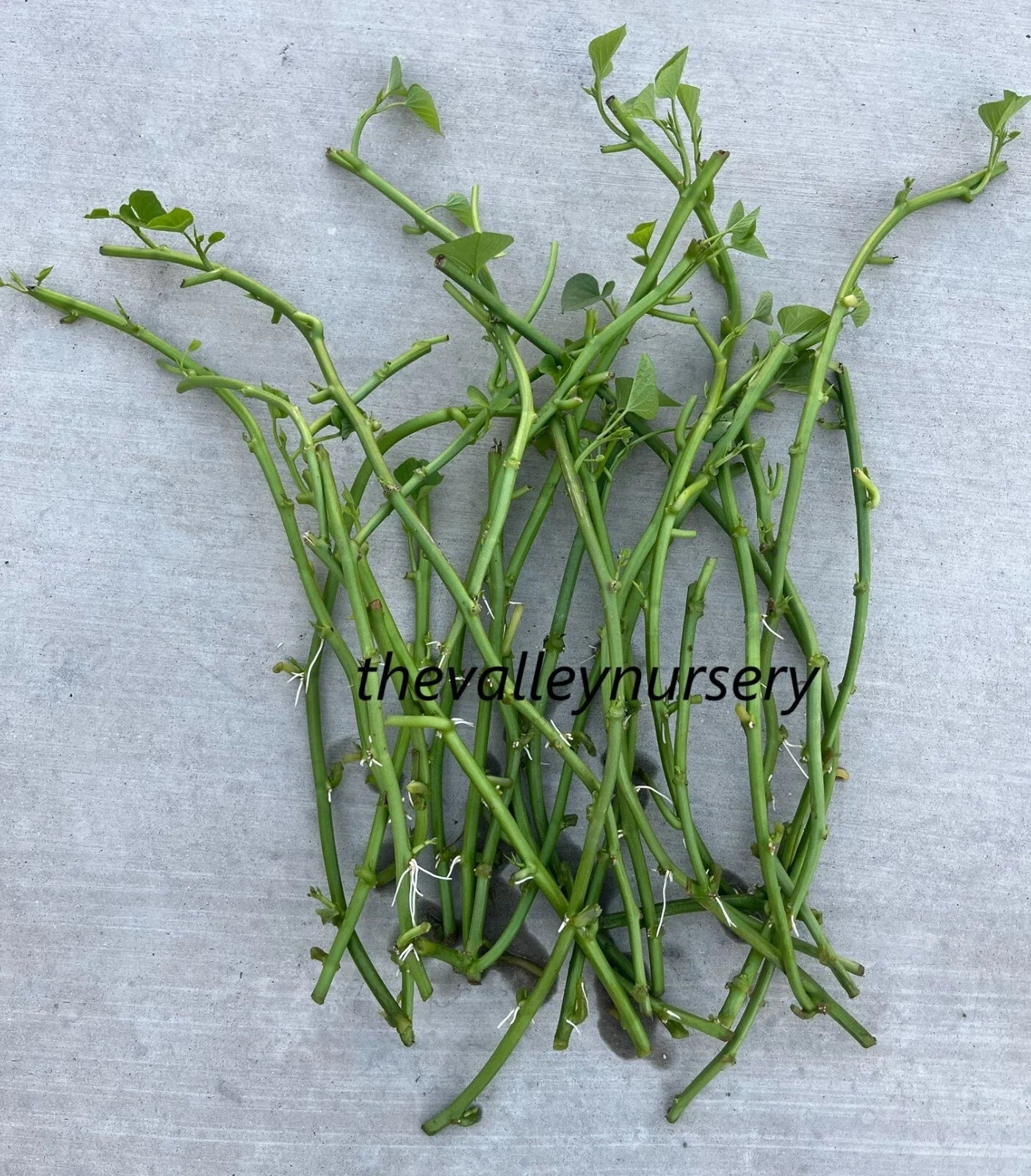 Sweet Potato Slips - 10 Fresh Rooted Cutting Vines - Ipomoea batatas - Organic Garden Plants for Home Growing