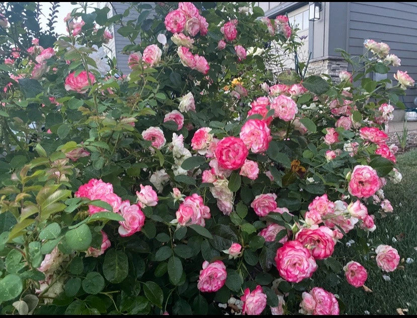 Unrooted Fresh Cuttings of Cherry Parfait Grandiflora Rose - 3 Stems, 5-8" Long - Rosa 'Cherry Parfait'