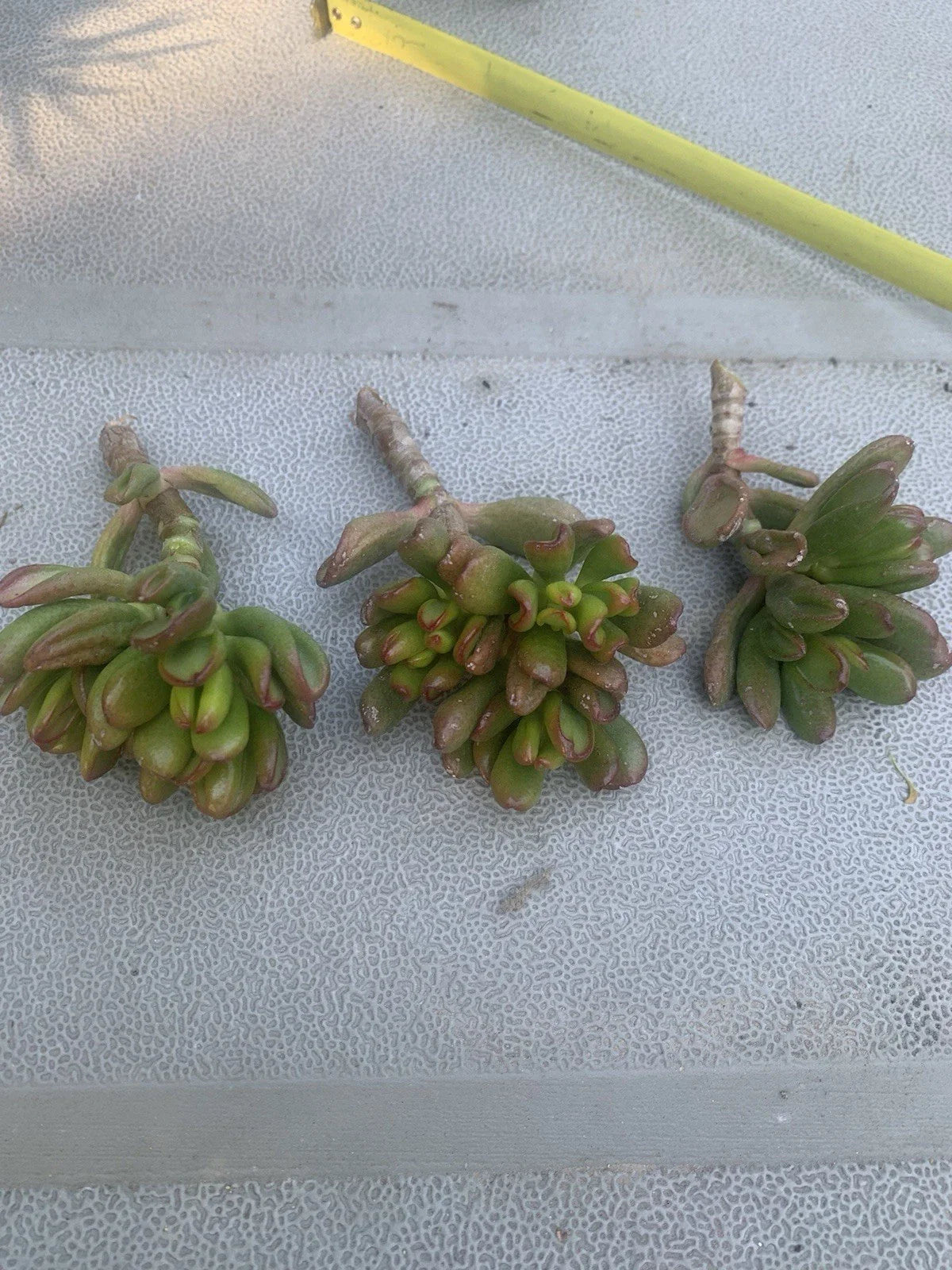 Crassula Ovata Gollum Compact Cuttings, 3 Live Cuttings, Ogres Ear, Hobbit Plant, Succulent, Jade Plant