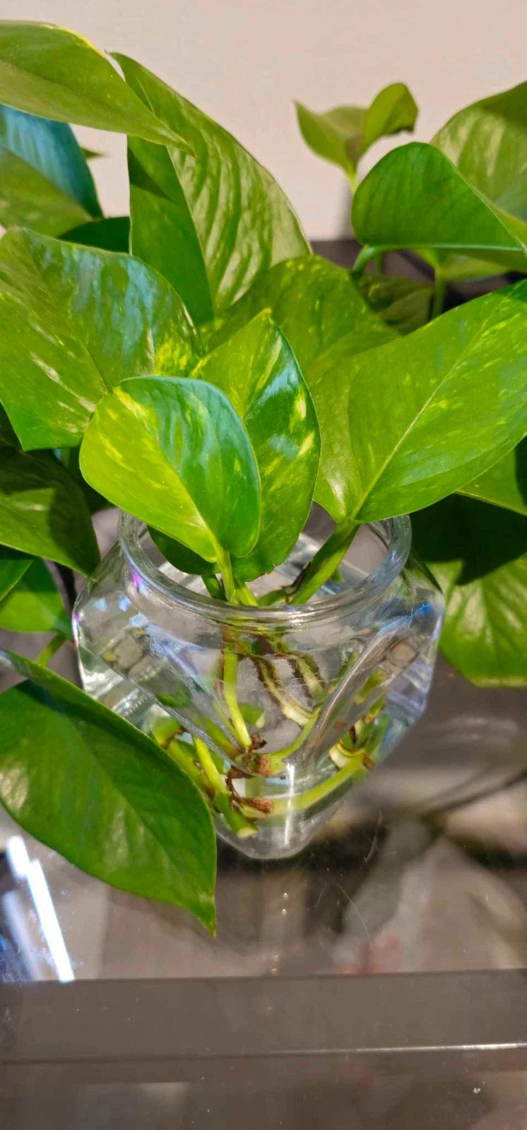 Golden Pothos Cuttings - Healthy Indoor House Plant - Fast Growing & Easy Care - Epipremnum aureum