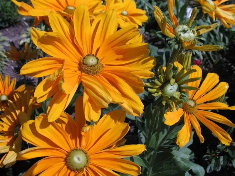 Rudbeckia Irish Spring Cut Flower - Ideal for Arrangements, Long Vase Life, Black-Eyed Susan