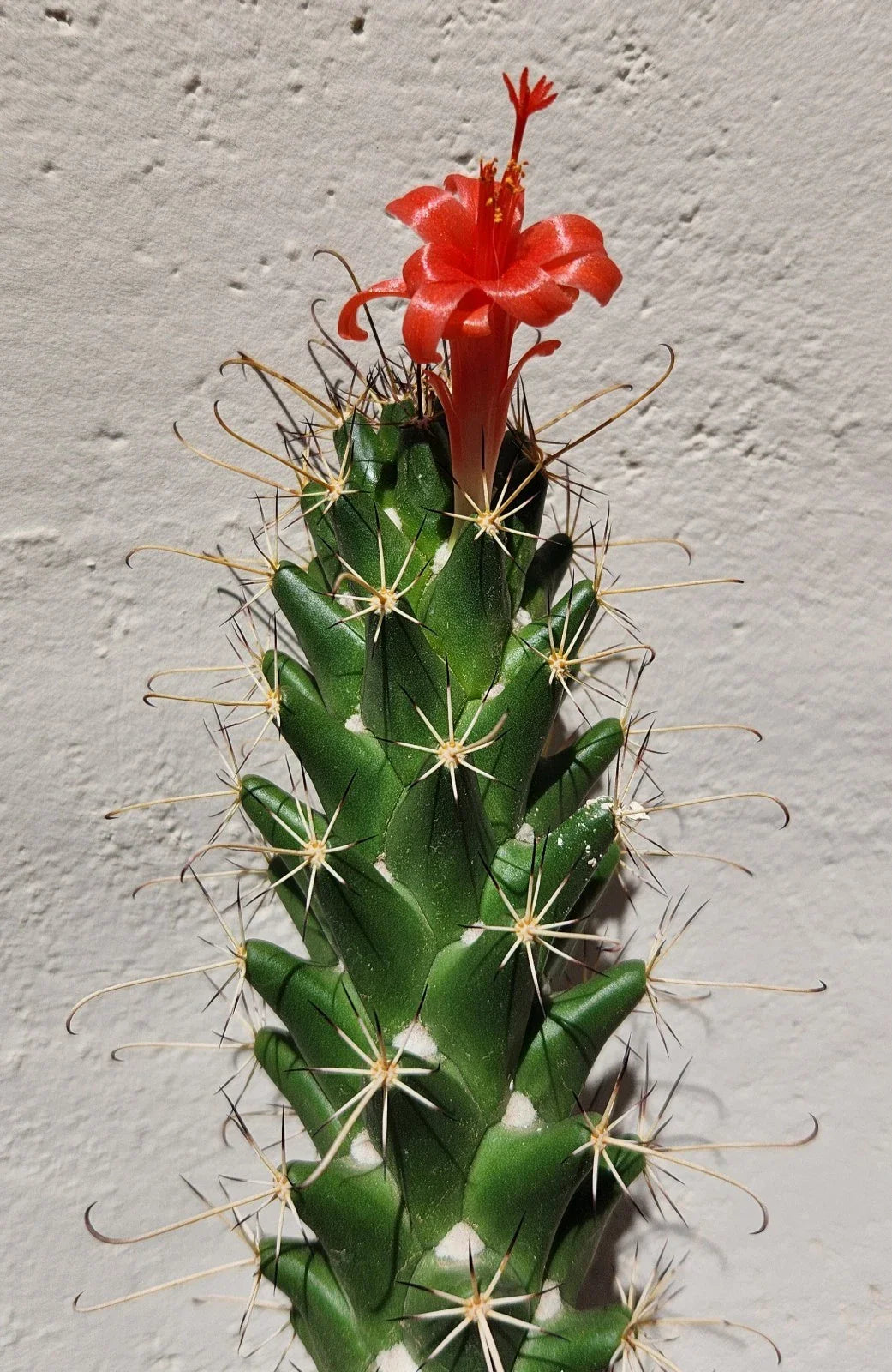 Live Rooted Cactus Plant - Cochemiea poselgeri - Unique Succulent Variety for Indoor or Outdoor Gardening