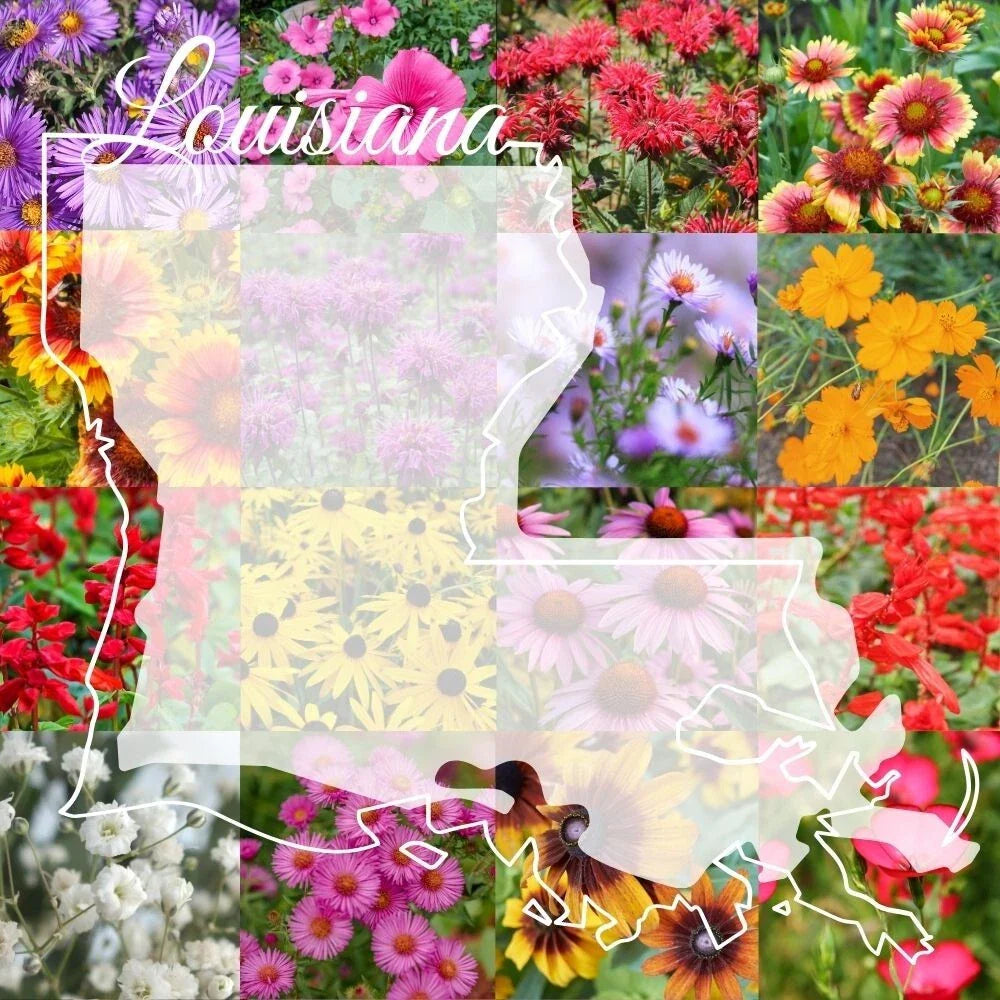 Louisiana Wildflower Seed Mix 1lb - Colorful Bulk Seeds for 2,000 sq ft - Native Wildflowers Blend (Various Species)