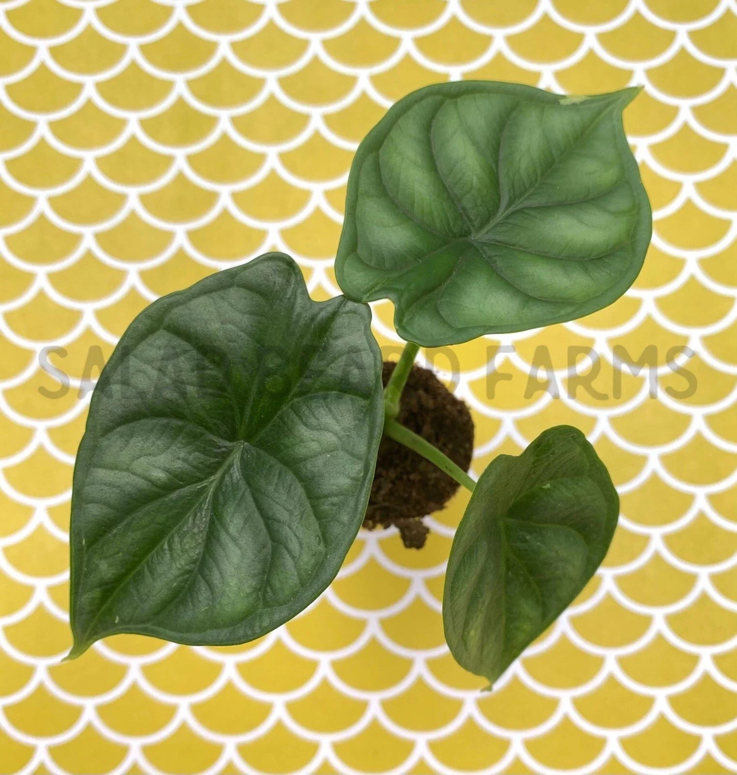 Alocasia 'Dragon Scale' Starter Plant - Rare Houseplant - Exotic Indoor Plant - Alocasia baginda