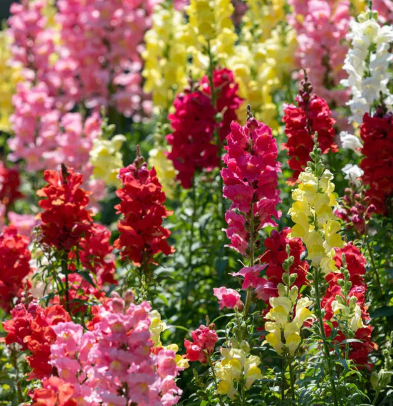 Snapdragon Seeds - Rainbow Mix - Non-GMO Cut Flowers - Attracts Hummingbirds - 2000 Seeds - Antirrhinum majus