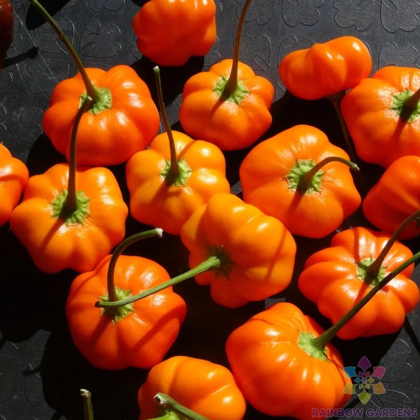 Aji Calabaza Hot Pepper Seeds - 25+ Pack for Garden Planting - Capsicum baccatum - USA Grown, Non-GMO