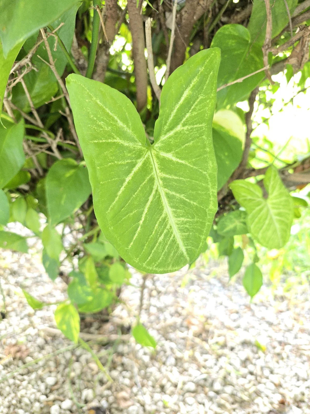 Arrowhead Plant Variety Pack - 2 Live Rooted Plants - Syngonium Podophyllum - Indoor Houseplants from Florida
