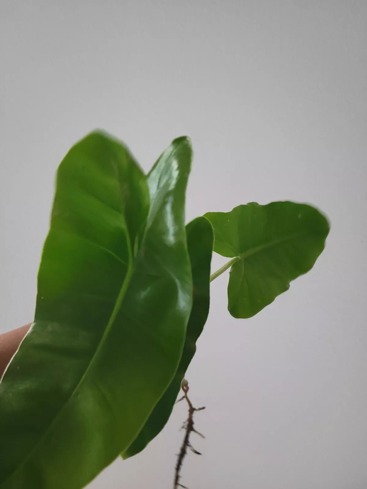 Burle Marx Philodendron Cutting - Live Plant, Non-Variegated, Philodendron burle-marxii, Indoor Houseplant, Tropical Greenery