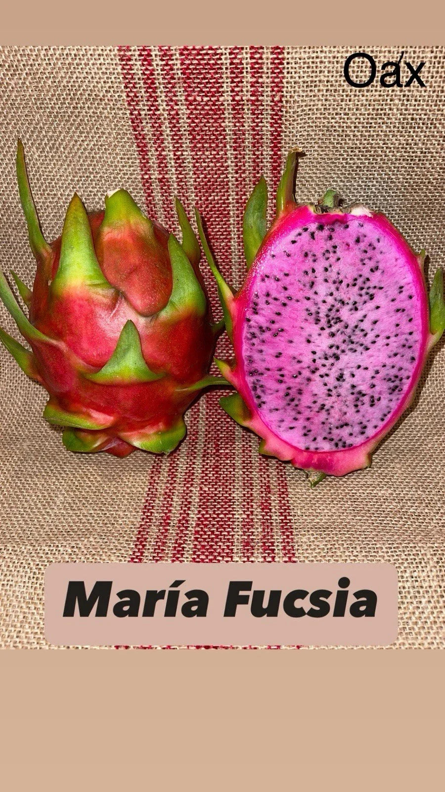 Dragon Fruit Cuttings - Mature "Maria Fucsia" Variety - Hylocereus undatus