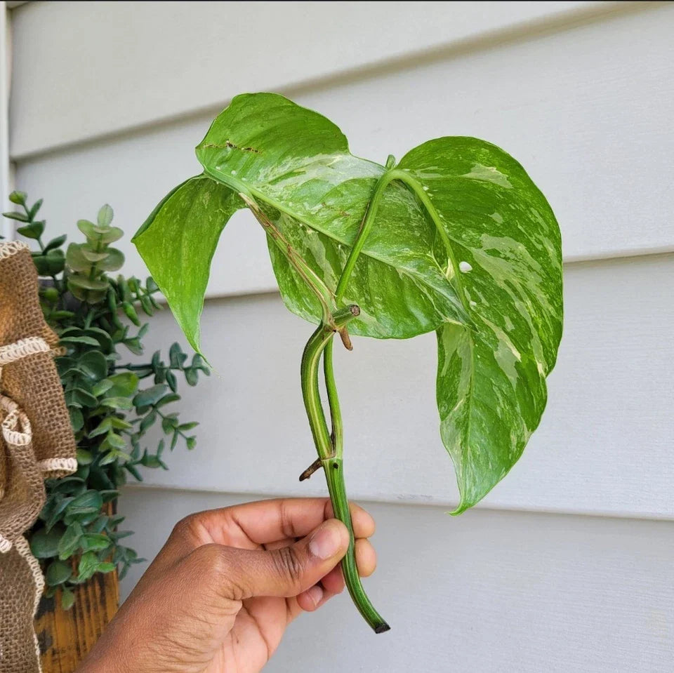 Rare Epipremnum Pinnatum Variegated Albo Cutting โ Live Rooted Plant | Variegated Aroid Houseplant | Pinnatum Albo Rooted Cutting