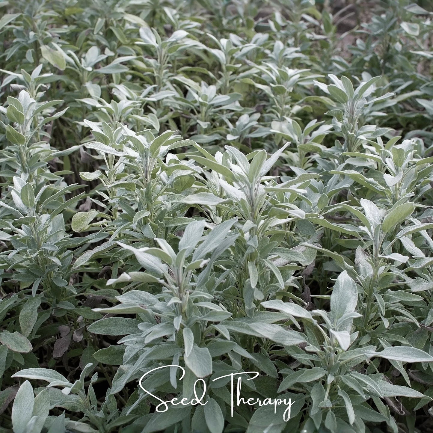 White Sage – 50 Seeds