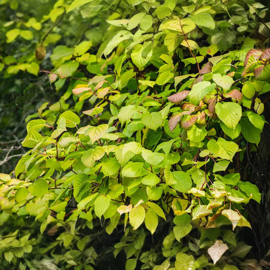 Hardy Arctic Kiwi Vine Cuttings | 6 Total (4F + 2M) | Actinidia arguta | Cold Hardy | Seedless Kiwi Plant for Garden