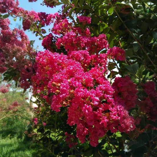 Lagerstroemia 'Hot Pink' - 2 Rooted Cuttings, 6" Tall, Bare Root, Dormant