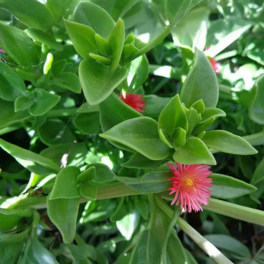 Aptenia Cordifolia Cuttings | 20 Red Apple Ice Plant | Baby Sun Rose | Succulent Groundcover | Drought Tolerant