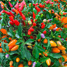 25+ 5 Color Pepper Seeds | Capsicum annuum | Ornamental & Edible Non-GMO Peppers | Colorful Garden Plant for Beds or Containers