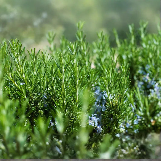 Rosemary Cuttings - 6 Live 4-6" Cuttings, Rosmarinus officinalis, Herb Propagation