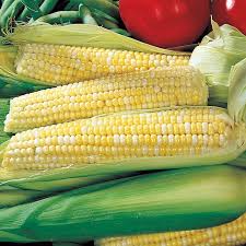 100 Ambrosia Sweet Corn Seeds | Zea mays | Non-GMO Bicolor Corn for Gardens | Tender, Juicy Ears with Sweet Flavor