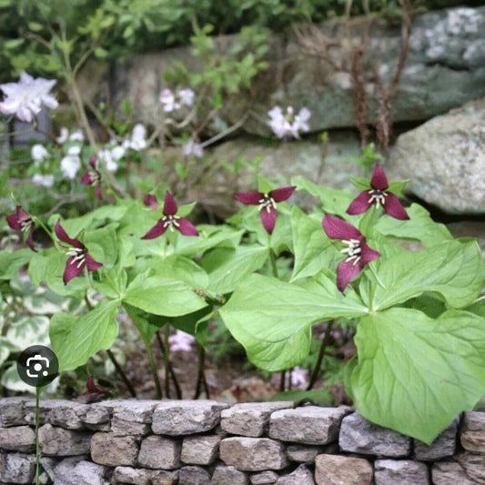 3 Purple Trillium Plants - Bare Root Trillium erectum | Shade-Loving Perennial Wildflower | Woodland Garden Favorite