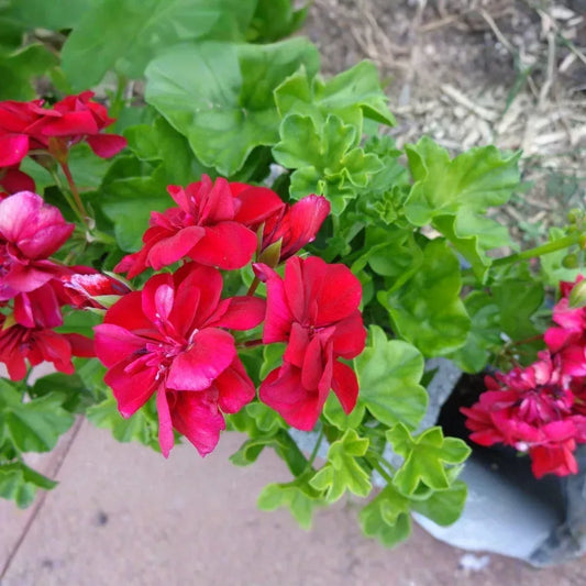 Rose Red Citronella Ivy Geranium - 3 Fresh 6" Starter Cuttings, Fragrant Blooms, Drought Tolerant, Zones 5-10, Container/Hanging Basket Plant