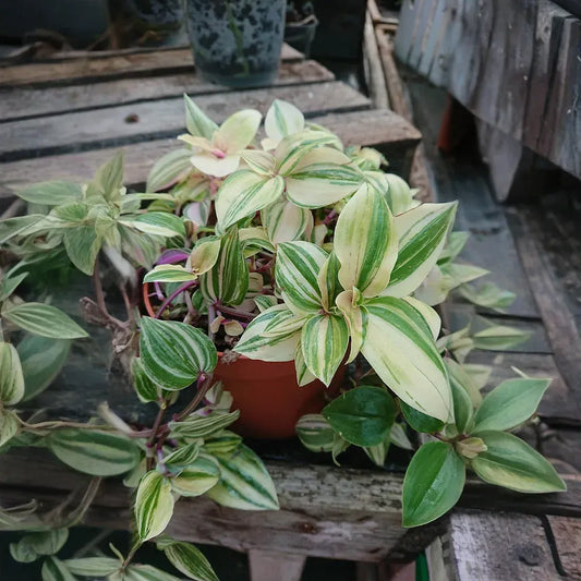 Tradescantia Green Cuttings - 10 Pcs, Fast-Growing Wandering Jew, Easy Houseplant, Water or Soil Propagation, Vibrant Trailing Vine