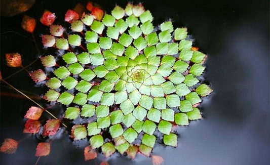 Water Mosaic Plant Cuttings (4) - Ludwigia sedioides - Floating Aquatic Plant