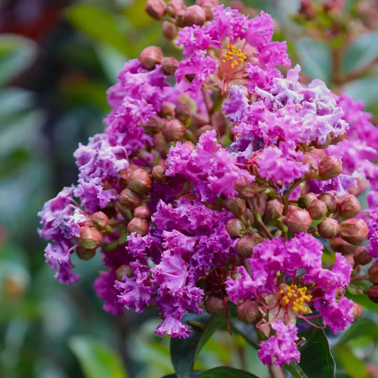 Dark Purple Crepe Myrtle Live Plants - 2 Rooted Bushes/Trees, 8" Flower Clusters, Fast Growing, Drought Tolerant, Zones 7-10, Bare Root