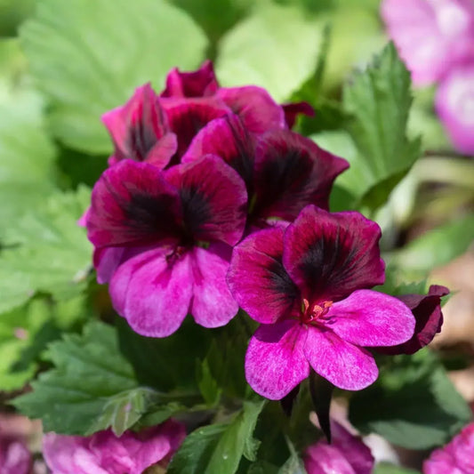 Martha Washington Geranium Pelargonium - Four 5-inch Cuttings for Rooting, Color Mix