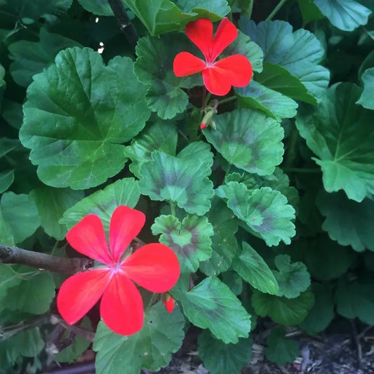 Pelargonium Zonal Geranium 4 Cuttings 6" Orange-Red Blooms Starter Plants