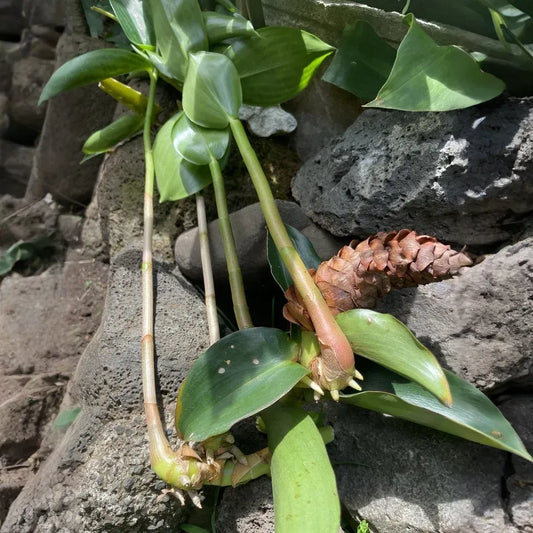 Costus Woodsonii Cuttings - 12 Pcs, Hawaiian-Grown Red Cone Ginger, Organic Shampoo Plant, Fast Rooting, Tropical Beauty, 8-10" Stems