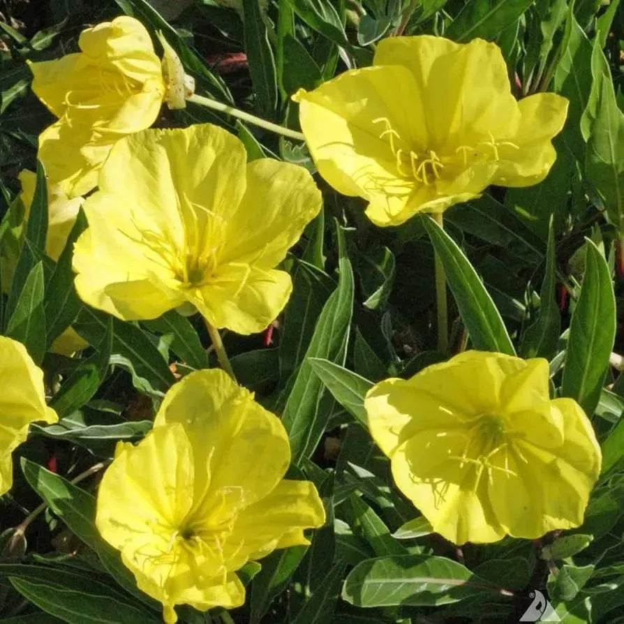 200 Seeds Primrose Evening (Oenothera biennis) Wildflower - Evening Blooming, Hardy Perennial, Attracts Pollinators, Easy to Grow for Garden - 🆕 New Arrivals, All Products, Products from Jayme Garden - Little Red General Store