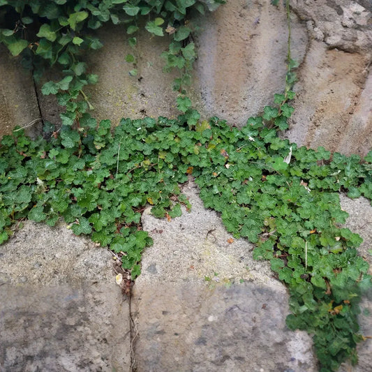 Rubus pentalobus Cuttings - 4 Count - Rooted Plants - Evergreen Ground Cover