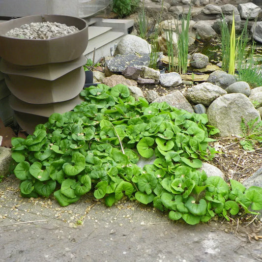3 Wild Ginger Plant Roots - Asarum Canadense | Bare Root Woodland Perennial | Native Shade Wildflower for Landscaping