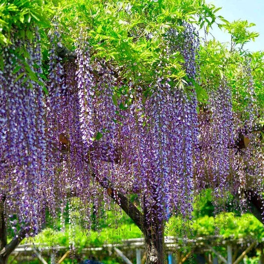 Japanese Wisteria Cuttings (2) - 10 Inch Rooted - Floribunda - Pink/Blue/Purple Blooms