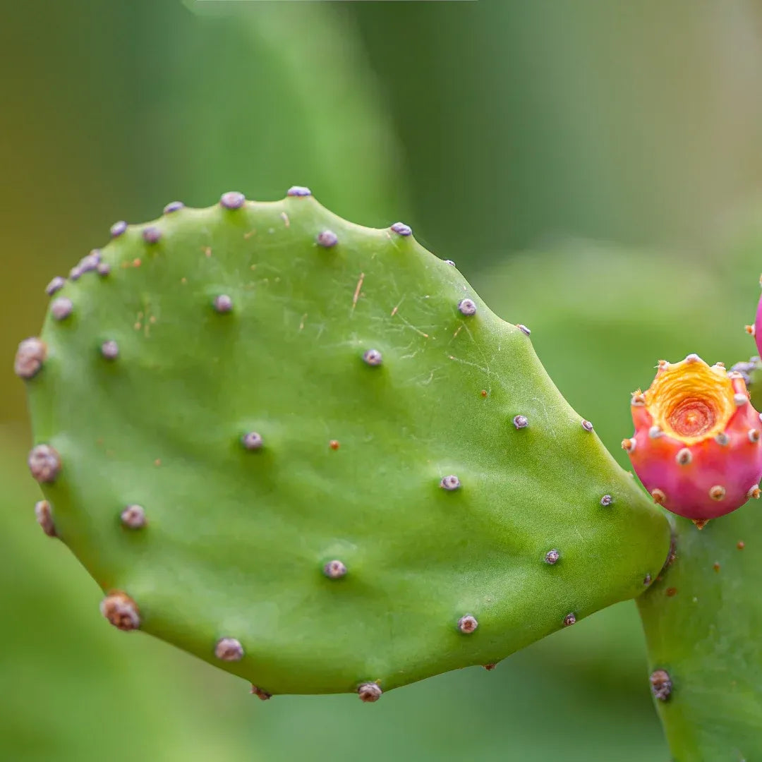 Opuntia Mix "Prickly Pear" Seeds
