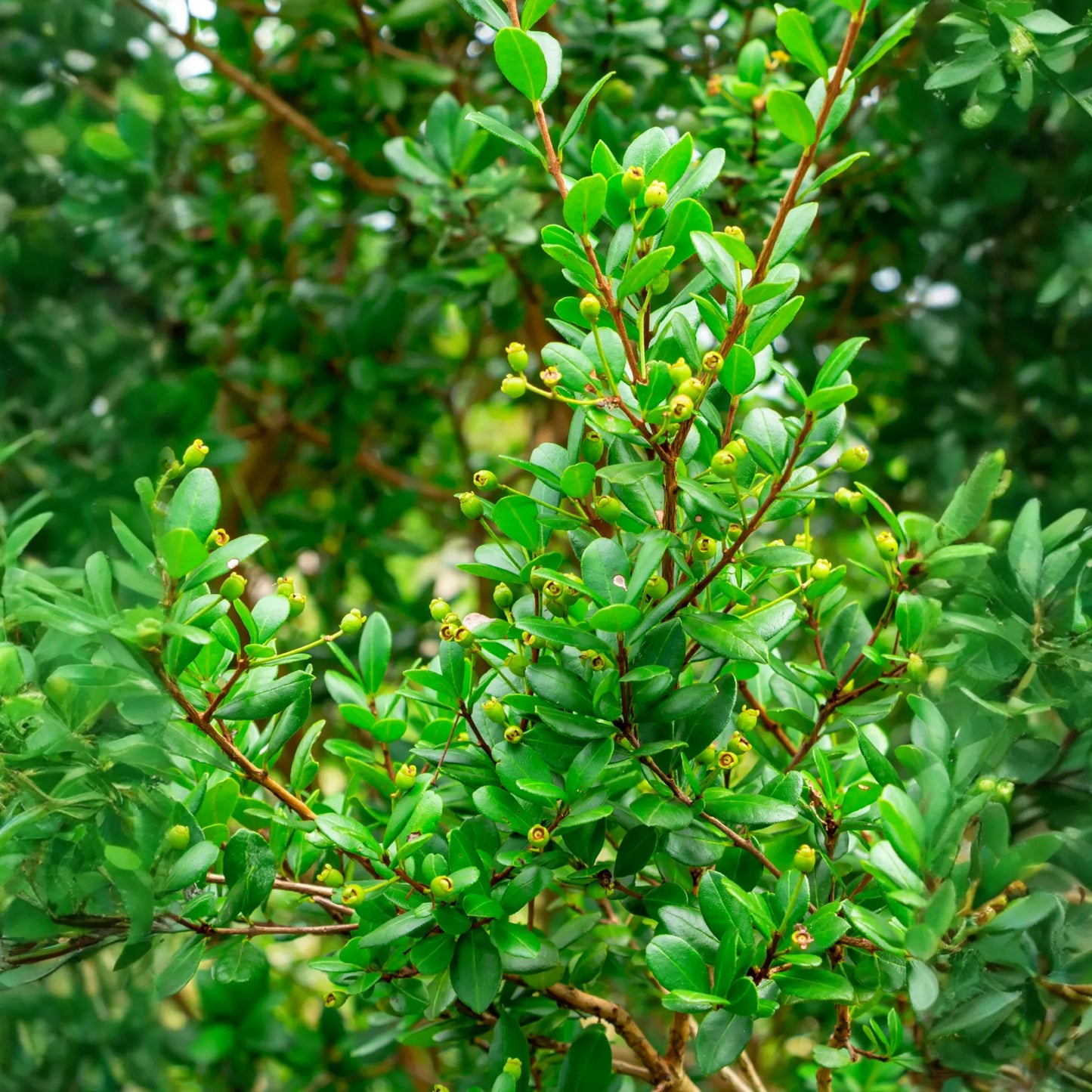 Simpson's Stopper (Myrcianthes fragrans)