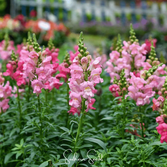 Rose Snapdragon – 200 Seeds