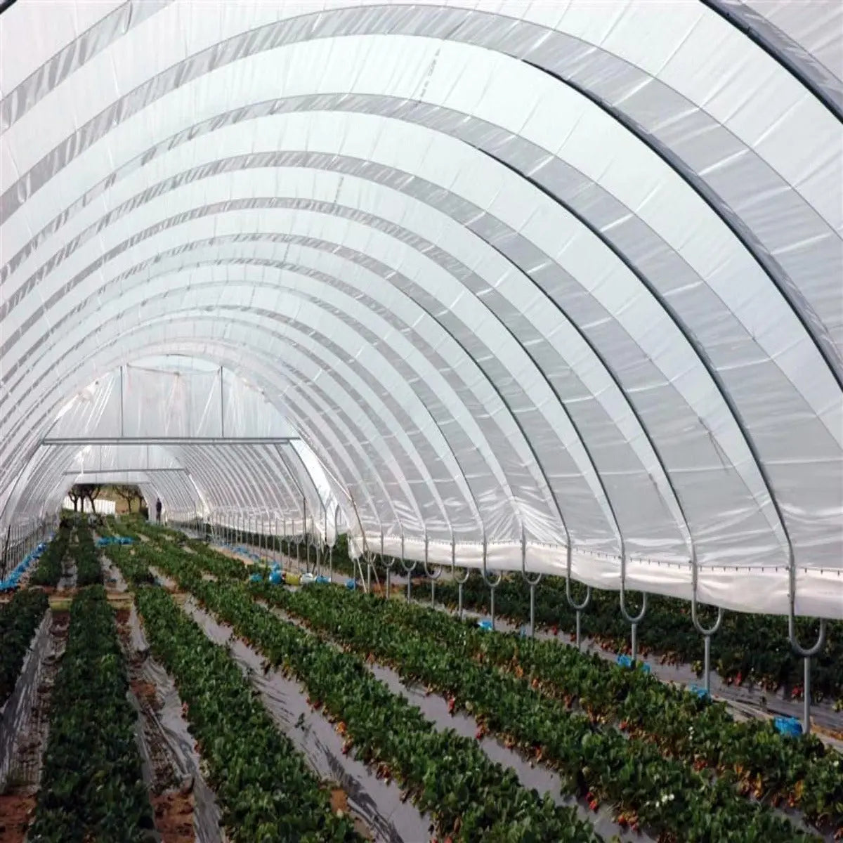 Greenhouse Woven Plastic 8 mil- Solarig 156
