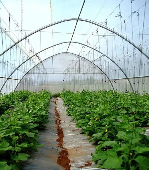 Greenhouse Woven Plastic 8 mil- Solarig 156