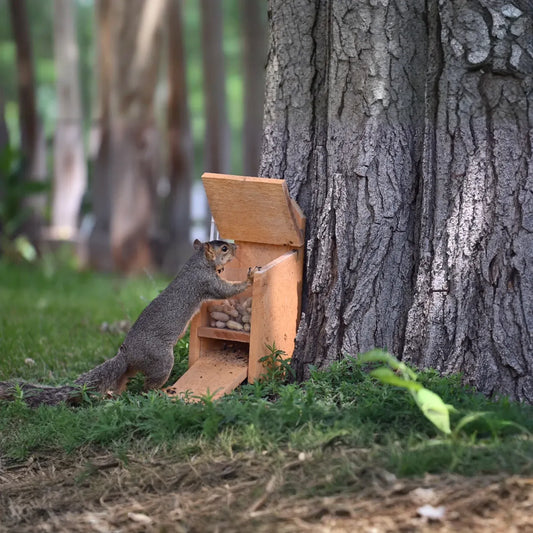 Squirrel Feeder with Lid Lift Mechanism Plans