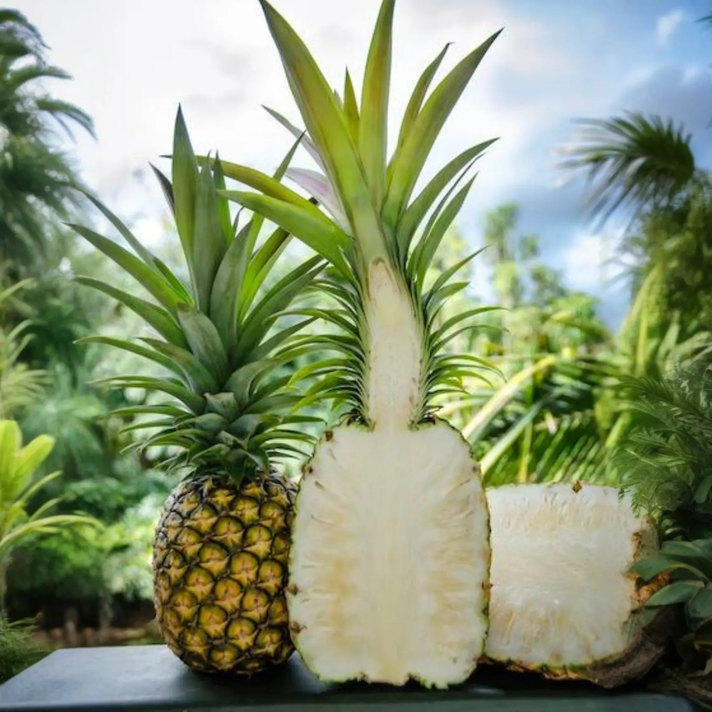 Pineapple 'Sugar Loaf' (Ananas comosus)