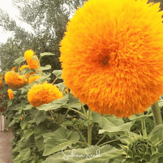 Giant Sungold Sunflower – 25 Seeds