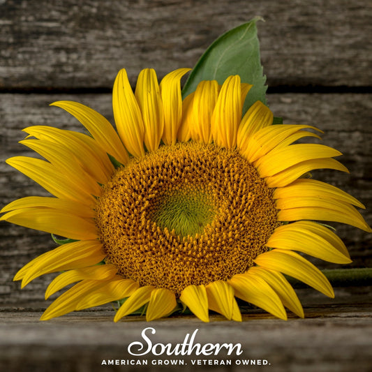 Mammoth Grey Stripe Sunflower – 50 Seeds
