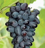 Grapes, Seedless, Black 'Joy' (Live Plant)