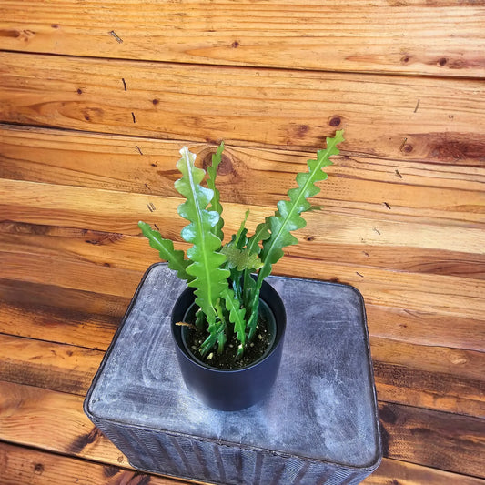 Epiphyllum Anguliger Ric Rac Cactus, 4" Plant